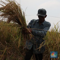 Soeharto Gagal Garap 'Raksasa' Food Estate, Jokowi Nyusul?