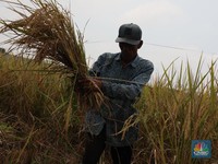 Timang-Timang Jurus Zulhas Capai Swasembada Pangan, Ini Kata Pengusaha