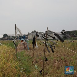Nilai Tukar Pak Tani Loyo Terus 3 Bulan, Apa Kata Mentan?