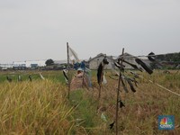 Darurat Sawah, Menteri Pertanian Andalkan Rawa