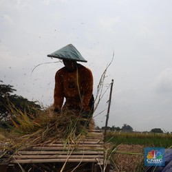 El Nino Ganti La Nina, Ahli BRIN Ramal Wilayah RI Ini Panas Kering