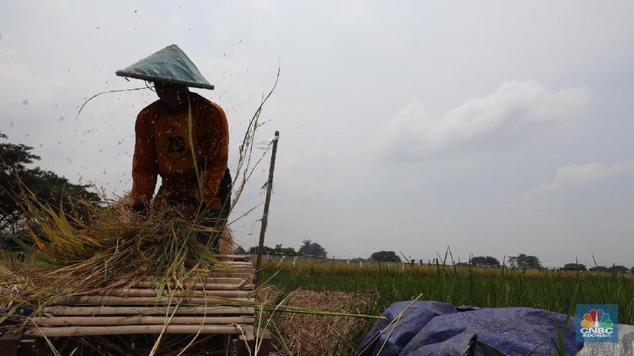 Buruh tani padi memanen padi diKawasan persawahan Primeter Selatan, Tangerang, Banten, Kamis (1/3/2018). Badan Pusat Statistik (BPS) mencatat harga rata-rata Gabah Kering Panen (GKP) di tingkat petani sebesar Rp 5.207,00 per Kg atau turun 3,84 persen dan di tingkat penggilingan Rp 5.305,00 per Kg di Februari 2018. (CNBC Indonesia/Muhammad Sabki)