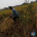 Wilmar Jual 5.000 Ton Beras Medium ke Bulog, Harganya Segini