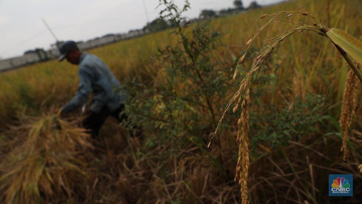 El Nino Sangat Kuat OTW ke RI, BMKG Minta Petani Ubah Jadwal Tanam