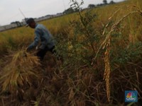 Rafaksi Dicabut & Pembelian Gabah Petani Pakai 1 Harga, Ini Alasannya