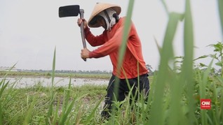 Jumlah Petani Berkurang, Tingkat Pengangguran Di Desa Naik