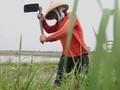 BPS: Produksi Padi Kuartal Keempat Capai 6,89 Juta Ton