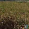 Pernyataan Lengkap Pemerintah Soal Darurat Lahan Sawah di RI