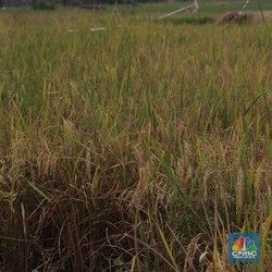 Pernyataan Lengkap Pemerintah Soal Darurat Lahan Sawah di RI