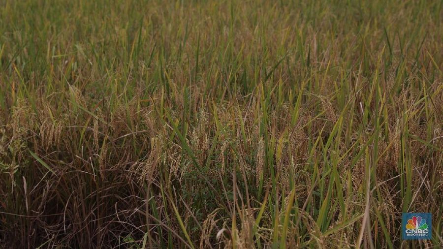 Lahan sawah di RI tersisa 7,1 juta hektare.