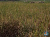Pernyataan Lengkap Pemerintah Soal Darurat Lahan Sawah di RI