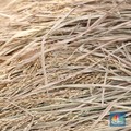 Buruh tani padi memanen padi diKawasan persawahan Primeter Selatan, Tangerang, Banten, Kamis (1/3/2018). Badan Pusat Statistik (BPS) mencatat harga rata-rata Gabah Kering Panen (GKP) di tingkat petani sebesar Rp 5.207,00 per Kg atau turun 3,84 persen