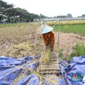 Deg-Degan Ada Krisis Pangan, Pemerintah Siapkan Aturan Baru
