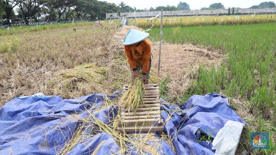Buruh tani padi memanen padi diKawasan persawahan Primeter Selatan, Tangerang, Banten, Kamis (1/3/2018). Badan Pusat Statistik (BPS) mencatat harga rata-rata Gabah Kering Panen (GKP) di tingkat petani sebesar Rp 5.207,00 per Kg atau turun 3,84 persen dan di tingkat penggilingan Rp 5.305,00 per Kg di Februari 2018. (CNBC Indonesia/Muhammad Sabki)
