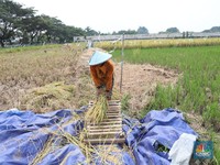 Harga Beras & Gabah di Petani-Penggilingan Masih Beterbangan