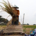 BPS Catat Nilai Tukar Petani Naik Tipis 0,07% pada Mei 2025