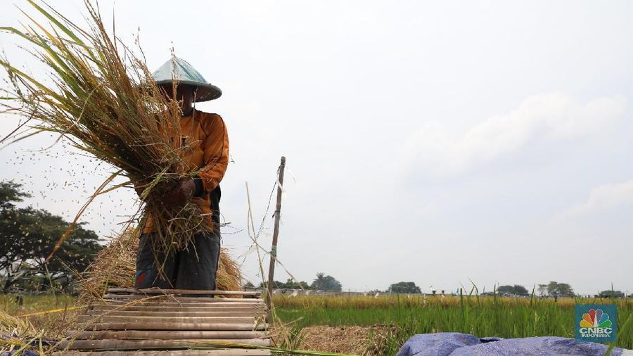 Buruh tani padi memanen padi diKawasan persawahan Primeter Selatan, Tangerang, Banten, Kamis (1/3/2018). Badan Pusat Statistik (BPS) mencatat harga rata-rata Gabah Kering Panen (GKP) di tingkat petani sebesar Rp 5.207,00 per Kg atau turun 3,84 persen dan di tingkat penggilingan Rp 5.305,00 per Kg di Februari 2018. (CNBC Indonesia/Muhammad Sabki)