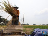 Prabowo Punya Program untuk Petani Milenial, Gaji Rp 20 Juta per Bulan