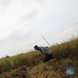Jokowi Mendadak Impor Beras, Petani Beri Respons Tak Terduga