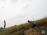Jokowi Mendadak Impor Beras, Petani Beri Respons Tak Terduga