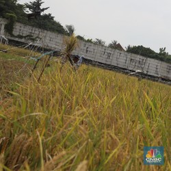 Cegah 'Kiamat' Sawah, Zulhas dan Nusron Warning Keras Pemda Ini