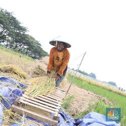Petani Minta Harga Gabah Naik Rp2.000/ Kg, Ternyata Ini Alasannya