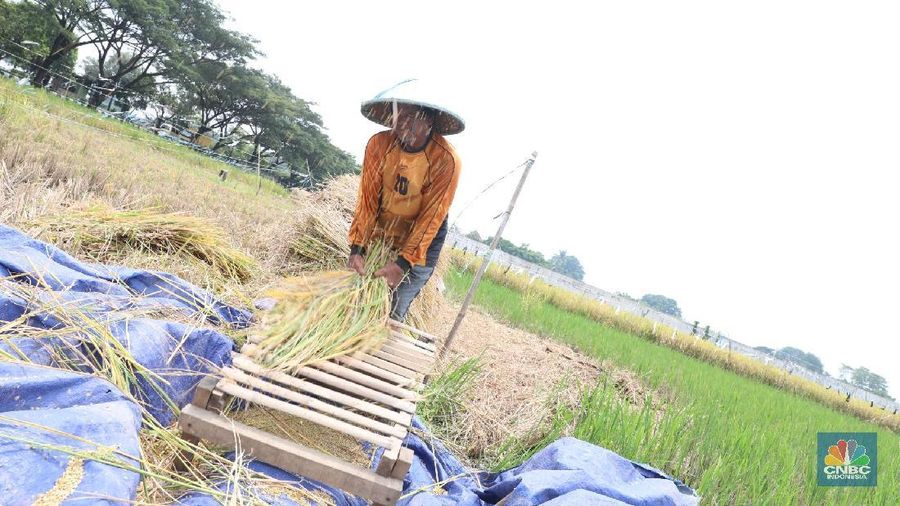 Buruh tani padi memanen padi diKawasan persawahan Primeter Selatan, Tangerang, Banten, Kamis (1/3/2018). Badan Pusat Statistik (BPS) mencatat harga rata-rata Gabah Kering Panen (GKP) di tingkat petani sebesar Rp 5.207,00 per Kg atau turun 3,84 persen dan di tingkat penggilingan Rp 5.305,00 per Kg di Februari 2018. (CNBC Indonesia/Muhammad Sabki)