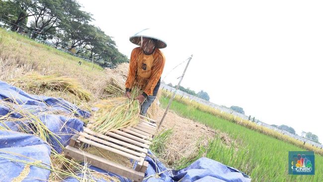 Banyak Penggilingan Padi Tak Lagi Beli Gabah Petani, Ini Penyebabnya