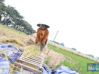 Banyak Penggilingan Padi Tak Lagi Beli Gabah Petani, Ini Penyebabnya