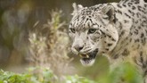 Macan Tutul Salju, di Finlandia. Salah satu usaha penyelamatan yang terbilang berhasil ialah konservasi Macan Tutul Salju di Mongolia. Namun tetap saja, hasil konservasi tak berbanding dengan ribuan ekor yang sudah tewas di tangan pemburu. (AFP PHOTO/Jarno Mela)