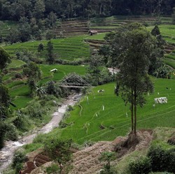 Kementan Dorong Panen 3 Kali Setahun dengan Sawah Tadah Hujan