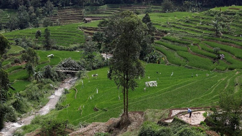 Banyak dari beberapa pabrik industri di kawasan sungai citarum yang membuang limbah industri tanpa proses pengolahan limbah yang mengancam puluhan hektar Sawah.