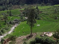 25 Tempat Wisata di Bogor & Sekitarnya, Cocok untuk Liburan!