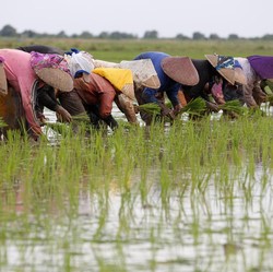 Petani Jawa Temukan Emas 8 Kg Setelah Mimpi Bertemu Perempuan Cantik