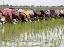 Nilai Tukar Petani Periode Februari Naik, Mulai Sejahtera?