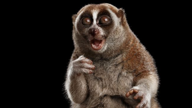 Kukang Indonesia Diperdagangkan Ilegal Lewat Facebook