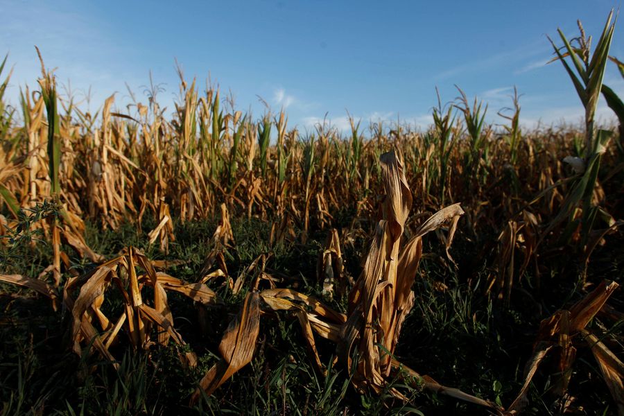Petani Jagung Argentina