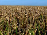 73 Ribu Ton Jagung Impor Masuk RI