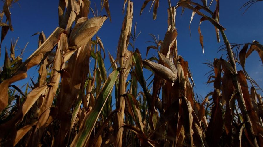 Corn plants are seen in a drought-affected farm near Chivilcoy, Argentina February 28, 2018. Picture taken February 28, 2018. REUTERS/Martin Acosta