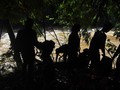 Kematian Bos Matahari di Ciliwung Diduga Terbentur Batu