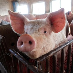 Mengenal Porcine, Unsur Babi yang Ditemukan di Produk Halal