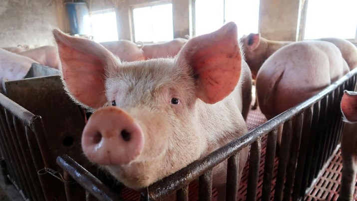 FILE PHOTO: Pigs are seen on a family farm in Xiaoxinzhuang village, Hebei province, China January 25, 2018. REUTERS/Dominique Patton/File Photo