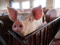Mengenal Porcine, Unsur Babi yang Ditemukan di Produk Halal