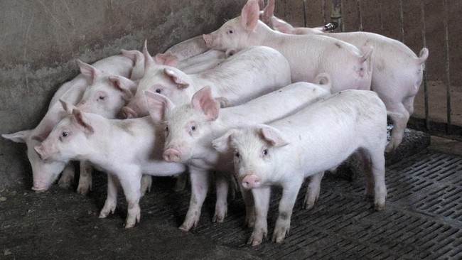 Awal Mula Babi Hilang di Tanah Arab, Antropolog Ungkap Alasannya