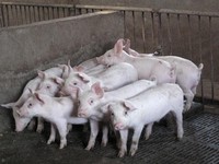 RI Swasembada Babi, China Malah Pusing