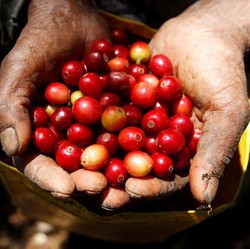 Sederet Alasan Kopi Indonesia Jadi Primadona Dunia