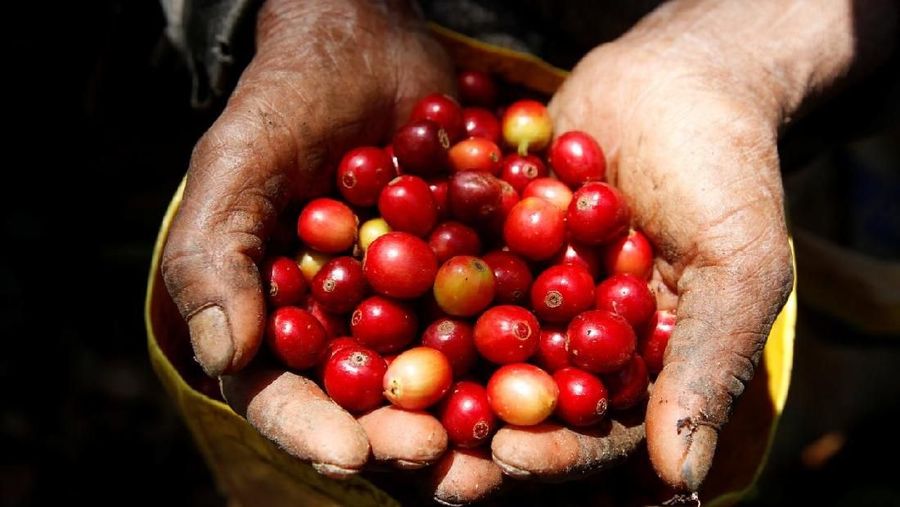 Kopi Kopi