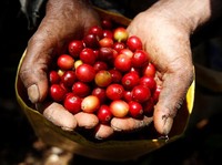 Sederet Alasan Kopi Indonesia Jadi Primadona Dunia