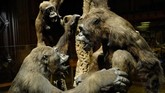 Namun setelah dikembangkan menjadi museum yang dikhususkan mengeanai alam, tempat ini memiliki sejumlah bangunan seperti kebun raya, galeri, laboratorium, serta sentra pendidikan lainnya. (AFP PHOTO / Ludovic MARIN)