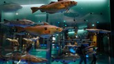 Beberapa museum juga bergabung dalam MNHN, mereka adalah galeri Jardin des Plantes, Kebun Raya dan Kebun Binatang, serta Museum Manusia. (AFP PHOTO / Ludovic MARIN)